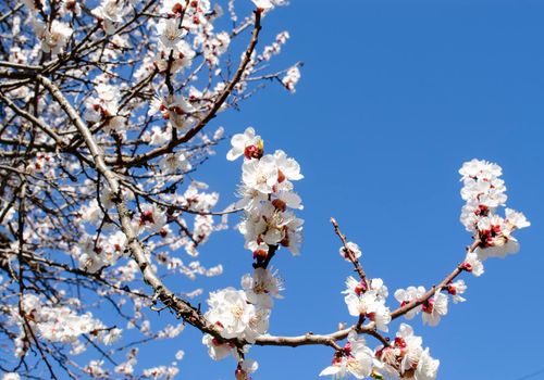 Spring flowering apricots against the blue sky. Many blossoming white flowers on the branches of the tree. Spring beauty