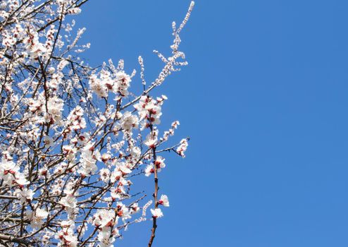 Spring flowering apricots against the blue sky. Many blossoming white flowers on the branches of the tree. Spring beauty
