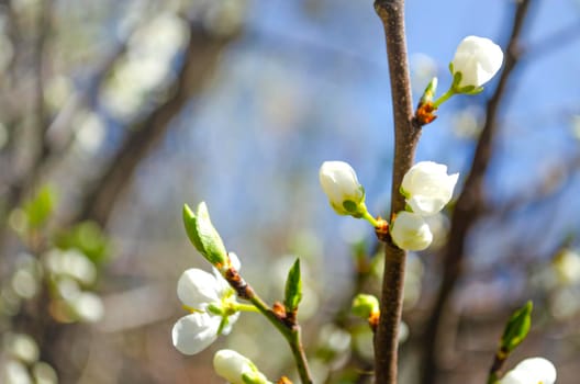 Spring flowering apple tree. Many blossoming white flowers on the branches of the tree. Spring agro concept