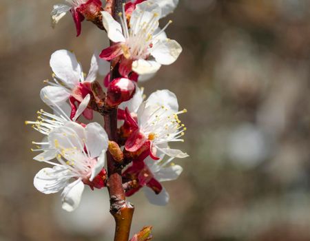 Spring flowering apricots on a brown background. Many blossoming white flowers on the branches of the tree. Spring beauty