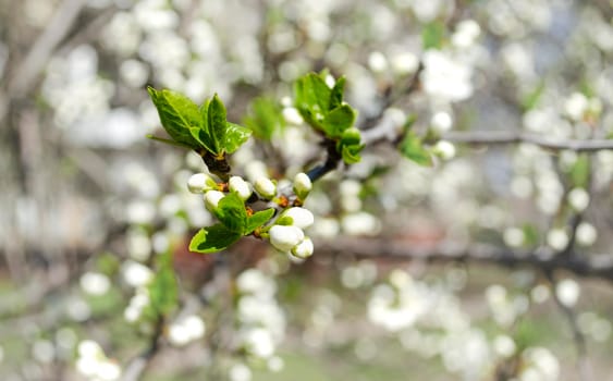 Spring flowering apple tree. Many blossoming white flowers on the branches of the tree. Spring agro concept