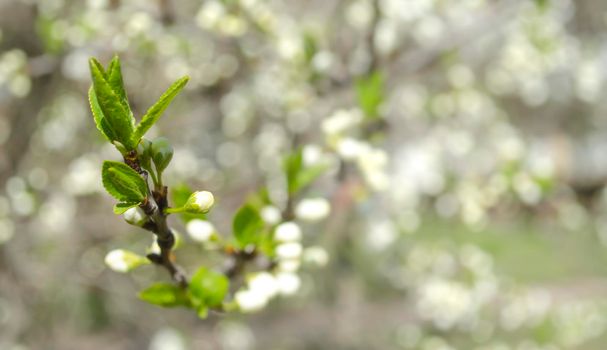 Spring flowering apple tree. Many blossoming white flowers on the branches of the tree. Spring agro concept