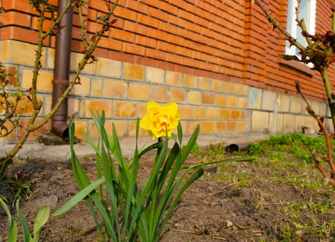 A lonely yellow flower on the ground in the garden near the house against the background of a red kerp wall. Spring mood