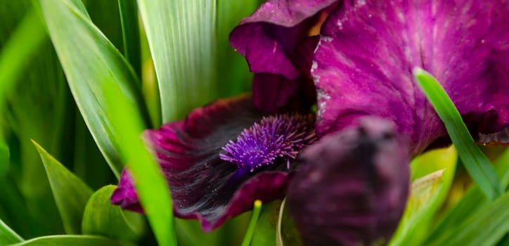 Purple on a long stem on a fresh green blurred background. Focus on foreground. Bokeh.