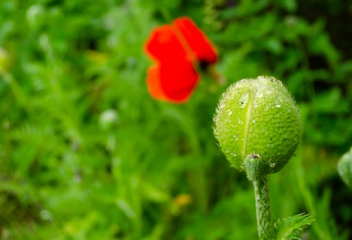 Green buds of unopened poppy with drops after rain. Plants after the rain. Drops on the flowers.
