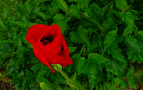 Blooming poppy. Plants after the rain. Drops on the flowers.