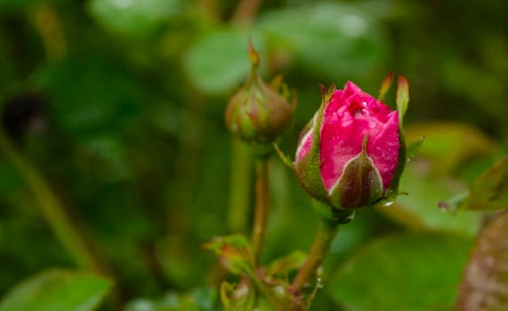 Coral rose flower in roses garden. Soft focus. Pink rose flower in roses garden with raindrops.