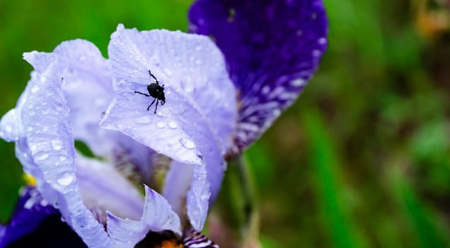 Close-up of black insect Flowering irises with drops of water after rain. Spring background for your concept