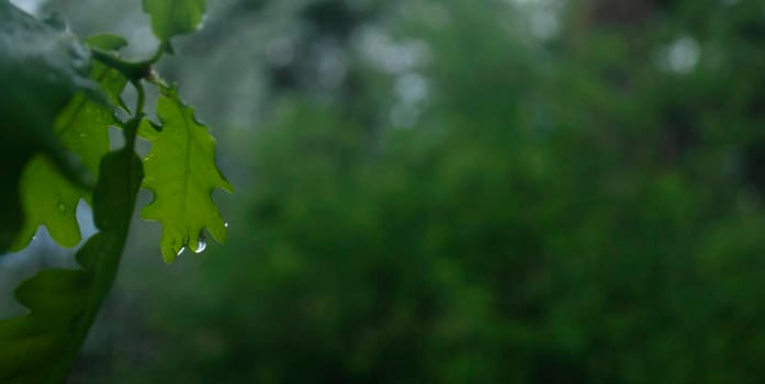 The water drop after a Spring rain. Close-up of water drops on a green leaf.