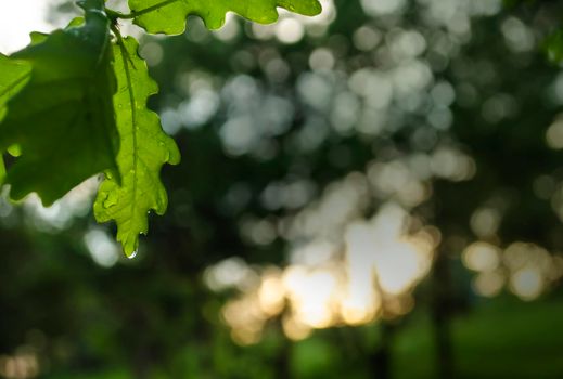 Spring Oak Leaves on Branch Isolated against Green Forest Canopy