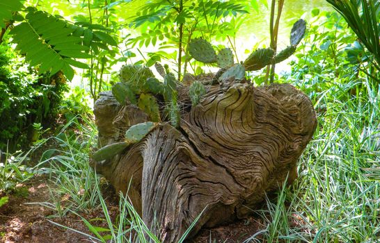 Twisted Wooden driftwood with cactus growing from inside in thickets of grass. natural background. Unusual tree shape