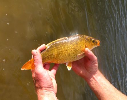 Golden carp in hands glistens in the rays of the evening sun. Live caught fish on the hand against the background of water. Summer time. Fishing on the lake. Catch small crucian carp in hand.