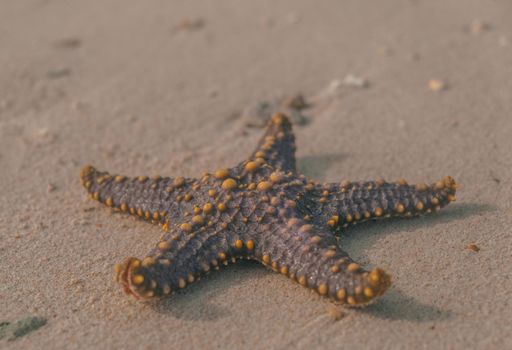 Isolated starfish lying on the sand beach - Zanzibar, Prison Island. High quality photo