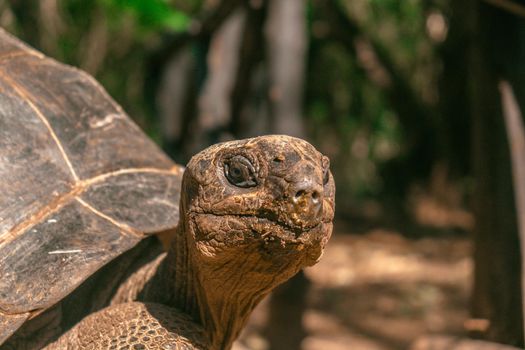 Hundred years old giant turtle - Prison Island, Zanzibar. High quality photo