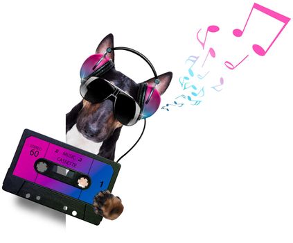 Dj bull terrier dog playing music in a club with disco ball , isolated on white background, with cassette, behind banner or placard