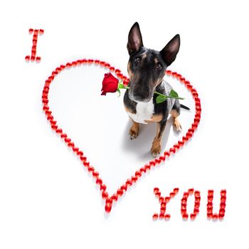 Miniature Bull Terrier dog on valentines love heart shape with I love you sign as background isolated on white