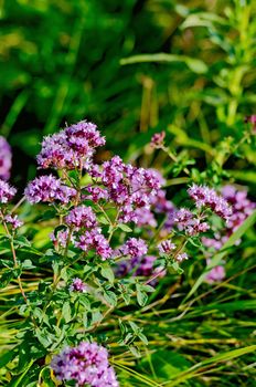 Lilac and pink flowers oregano with leaves on a background of green grass