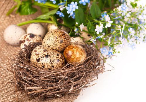 Nest with eggs and forget-me-nots on a cloth on a white background