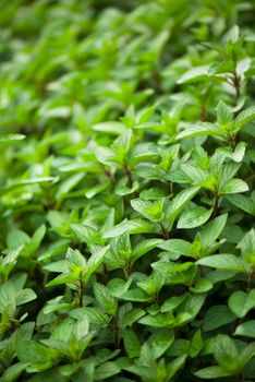 Mint plant grow at vegetable garden