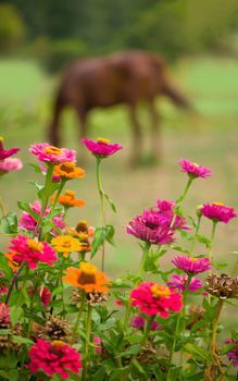 Red horse eating green grass on a field near by house and trees outdoors