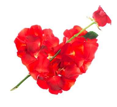 Red rose petals  isolated over the white background