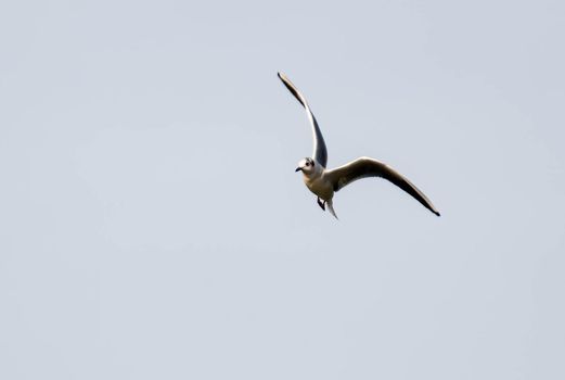 volatile seagull flying free in the sky on a sunny day