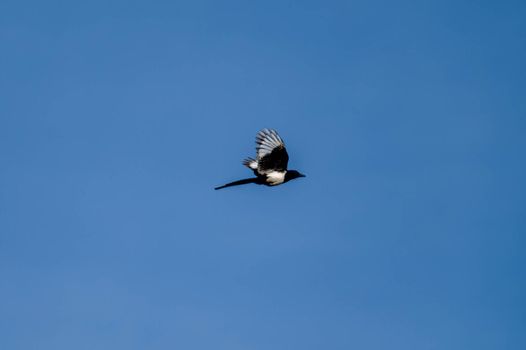 volatile magpie flying free in the sky on a sunny day