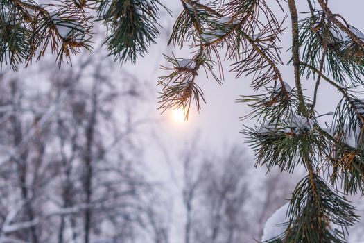 Spruce branches against the background of a cloudy sky through which sunlight breaks through