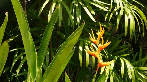 Orange and yellow heliconia, Strelitzia, Bird of Paradise macro close-up, green leaves in background. Paradise tropical exotic flower blooming in rainforest or garden. Soft selective focus copy space