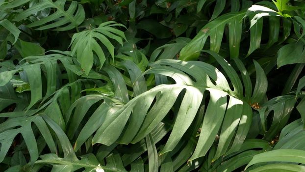 Bright juicy exotic tropical greens in the jungle forest equatorial climate. Background with unusual plant foliage swaying. Natural texture with juicy leaves. Sunlight on the palm leaf