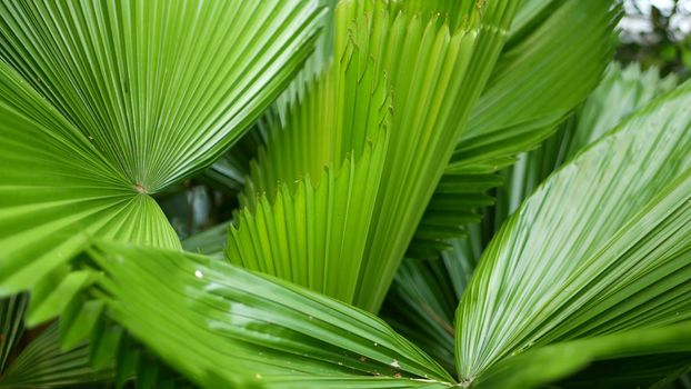 Blurred close up, bright juicy exotic tropical jungle leaves texture backdrop, copyspace. Lush foliage in garden. Abstract natural dark green vegetation background pattern, wild summer rain forest