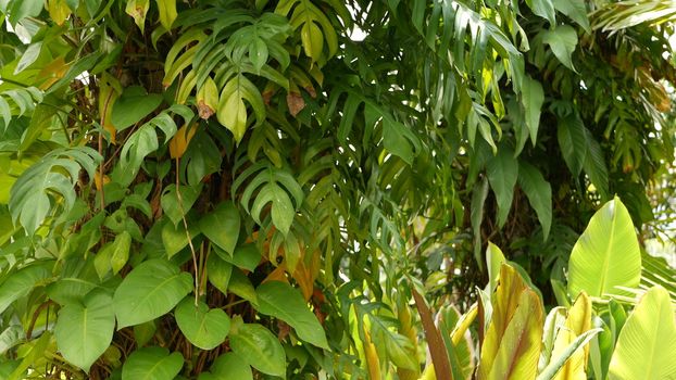 Juicy exotic tropical monstera leaves texture backdrop, copyspace. Lush foliage, greenery in paradise garden. Abstract natural dark green jungle vegetation background pattern, wild summer rain forest