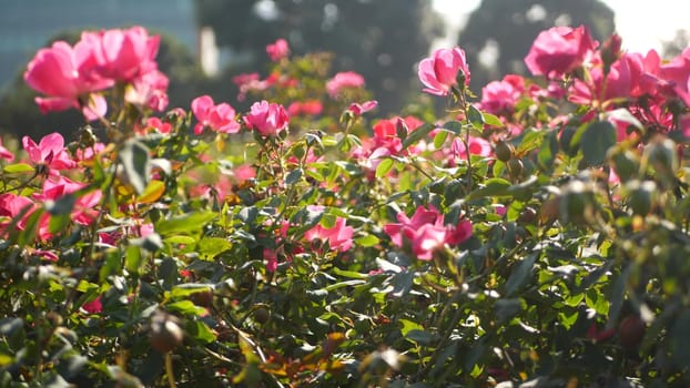English roses garden. Rosarium Floral background. Tender flowers Blooming, honey bee collects pollen. Close-up of rosary flower bed. Flowering bush, selective focus with insects and delicate petals