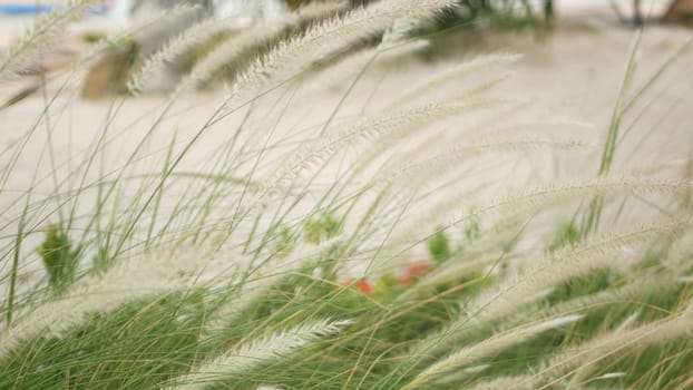 Close up of tall grass. Scenic view of garden part with high green grass. Spikelets in a vintage retro yard on the sandy beach. Modern stylish design natural background