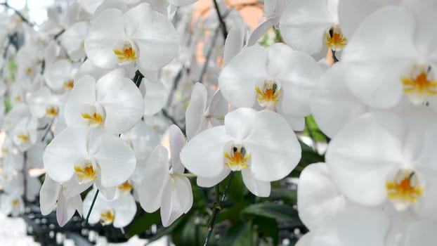 Delicate white elegant orchid flowers with yellow centers in sunlight. Close up macro of tropical petals in spring garden. Abstract natural exotic background with copy space. Floral blossom pattern