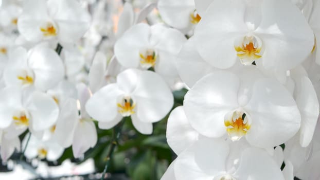 Delicate white elegant orchid flowers with yellow centers in sunlight. Close up macro of tropical petals in spring garden. Abstract natural exotic background with copy space. Floral blossom pattern