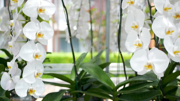 Delicate white elegant orchid flowers with yellow centers in sunlight. Close up macro of tropical petals in spring garden. Abstract natural exotic background with copy space. Floral blossom pattern