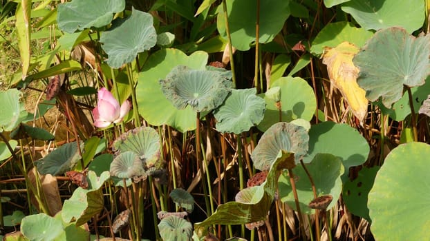 From above green yellow lotus leaves on tall stem and seeds in gloomy water. Lake, pond or swamp. Buddist symbol. Exotic tropical leaves texture. Abstract natural dark vegetation background pattern