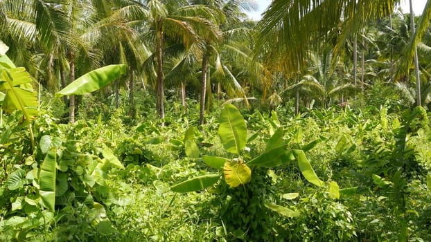 Bright greenery banana plantation and coconut palm tree in sunny day in Thailand. Typical landscape in Thailand. Traditional Agriculture in Asia. Bright juicy exotic tropical leaves backdrop.