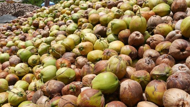 Coconut farm with big coconut ready for production. Large piles of ripe sorted coconuts for production of oil and pulp on coconut farm in Samui Thailand.