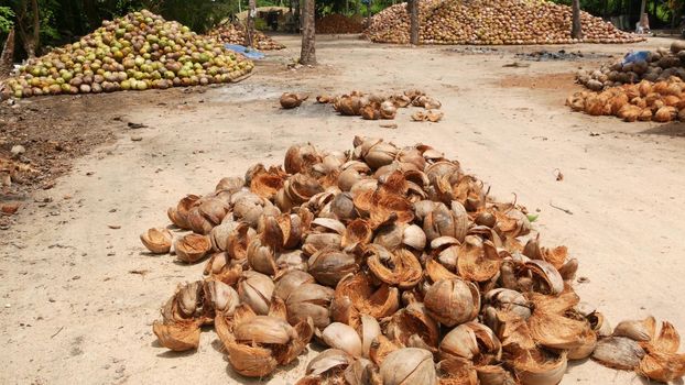 Coconut farm with big coconut ready for production. Large piles of ripe sorted coconuts for production of oil and pulp on coconut farm in Samui Thailand.