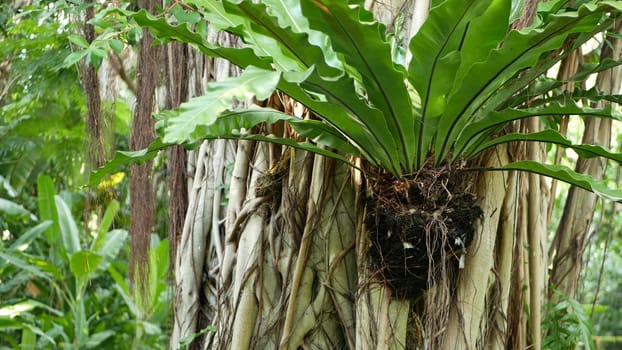 Fern birds nest on banyan. Bright fern birds nest with big green leaves growing up on banyan. Various tropical plants growing in jungle rain forest on sunny day in nature.