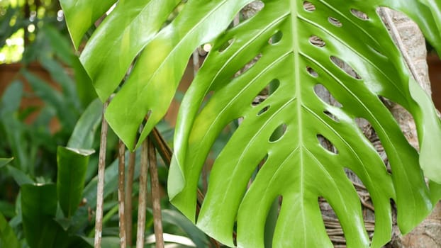 Bright juicy exotic tropical greenery in jungle. Selective focus natural organic background, unusual plant foliage. Calm relaxing wild paradise rainforest abstract fresh leaves texture, bokeh. Ecology