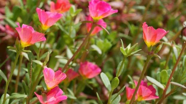 Pink flowers growing in garden. Beautiful pink flowers growing on green flowerbed on sunny day in park in summer.