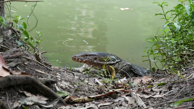 Asian common water monitor large varanid lizard native to Asia. Varanus salvator on the green grass near riverbank, lake or pond. Carnivore Reptile hunting. Wild dragon predator on Bangkok street.