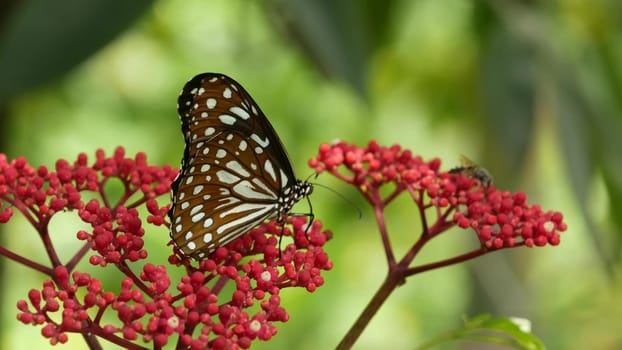 Tropical exotic butterfly in jungle rainforest sitting on green leaves, macro close up. Spring paradise, lush foliage natural background, defocused greenery in the woods. Fresh sunny romantic garden.