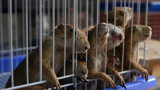 Unhappy cute prairie dog cub suffering, cage on market. Pets for sale. Depressed groundhog asking for food. Funny paws looking for help. Animals standing behind bars. Caged hog family with sad eyes