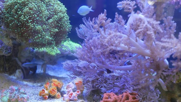 Species of soft corals and fishes, lillac aquarium under violet or ultraviolet uv light. Purple fluorescent tropical aquatic paradise exotic background, coral in pink vibrant fantasy decorative tank