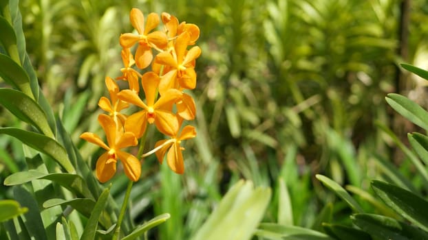 Blurred macro close up, colorful tropical orchid flower in spring garden, tender petals among sunny lush foliage. Abstract natural exotic background with copy space. Floral blossom and leaves pattern.