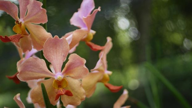 Blurred macro close up, colorful tropical orchid flower in spring garden, tender petals among sunny lush foliage. Abstract natural exotic background with copy space. Floral blossom and leaves pattern.